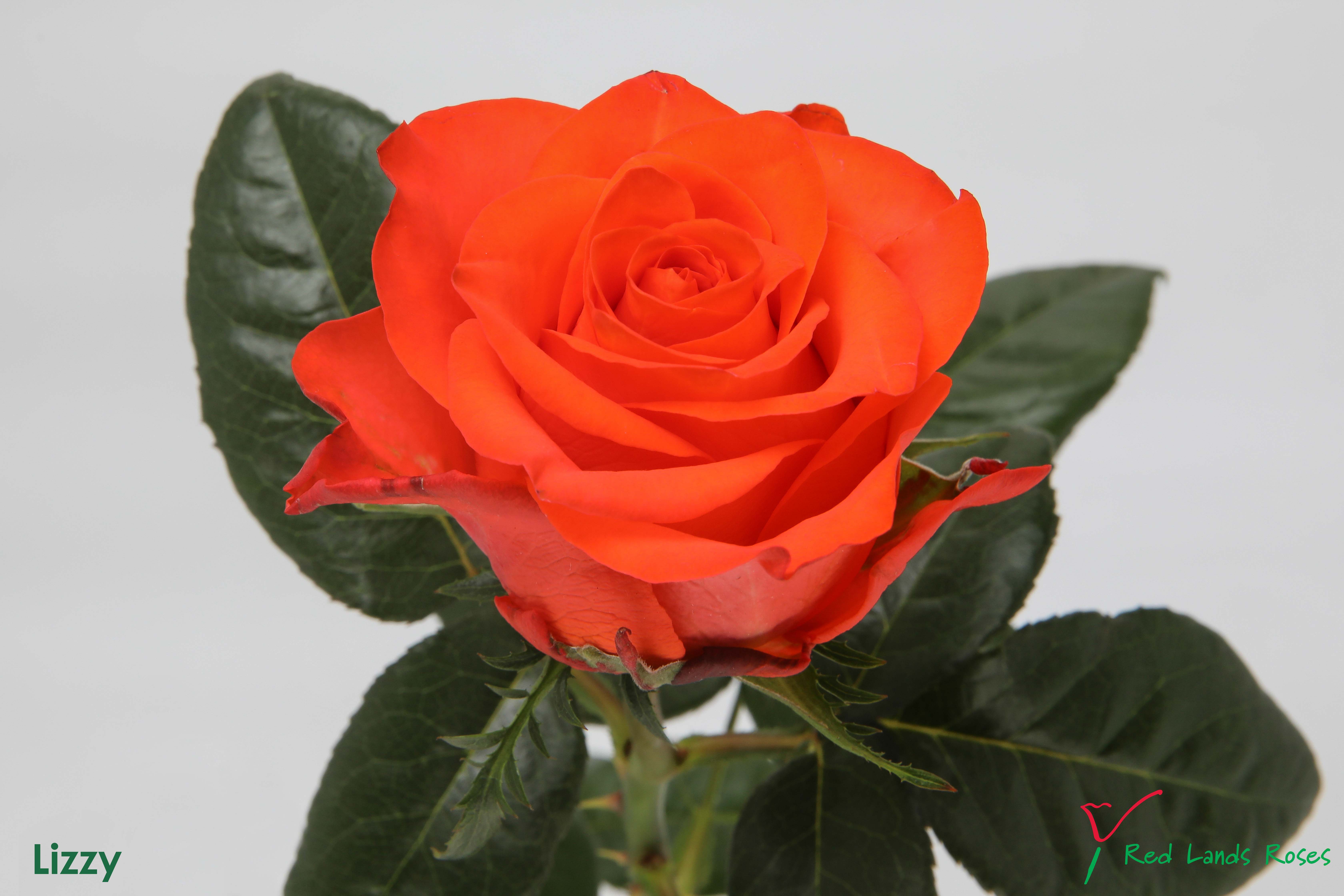 ROSE LIZZY 40